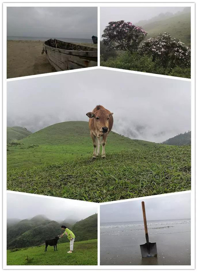 5月1日，陽西藍(lán)袍藍(lán)看海，陽春雞籠頂?shù)巧劫p高山杜鵑