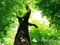 【博皓感悟】欲為大樹，莫與草爭(zhēng)