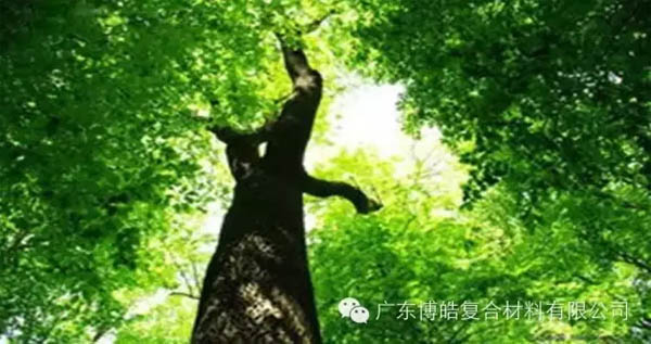 【博皓感悟】欲為大樹，莫與草爭-1
