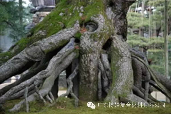 【博皓感悟】欲為大樹，莫與草爭-5