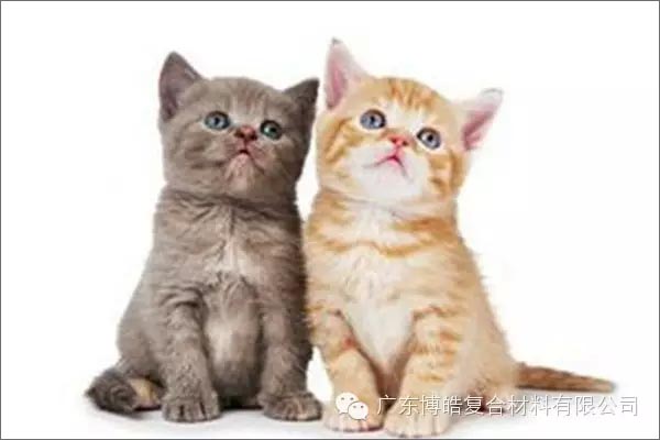 白貓黑貓，抓住老鼠就是好貓